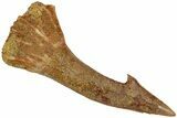 Fossil Sawfish (Onchopristis) Rostral Barb - Morocco #230991-1
